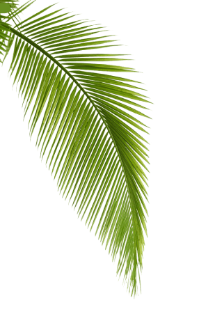 Leaf Background